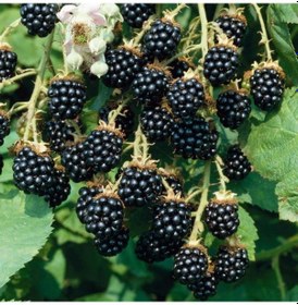 Resim Tüplü Bol Verimli Boysenberry Böğürtlen Fidanı 