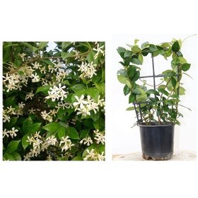 Resim Arap Yasemini Pergola Formlu 40-60 Cm 