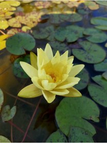 Resim Köyceğiz Bitki Dünyası Saksıda Nilüfer Çiçeği (sarı) Lotus Çiçeği ( N. Chromatella) 
