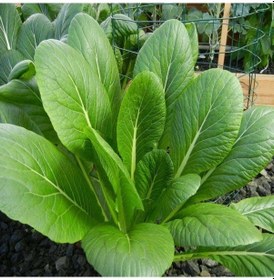 Resim Doğal Tendergreen Hardal Tohumu 100 Tohum 1 Set 