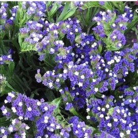 Resim Limonium Sinuatum Blue River Deniz Lavantası Tohumu 30 Tohum 