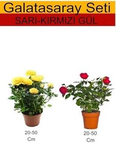 Resim 2'li Takım Seti Sarı Gül+ Kırmızı Gül Fidanı, SRD03022025BYB131 