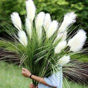 Resim 5 Adet Yükseklikte 80 cm Yapay Pampas Çimi, Sahte Kamış ve Yeşil Yapraklı Gerçekçi Dış Mekan Plastik Saman Bitkileri ile 1 Demet; Bakım Gerektirmez; Ev, Ofis, Veranda ve Bahçe Dekorasyonları için Mükemmel - Yıl Boyu Süsleme, Düğünler, Yıldönümleri ve Bayramlar için İdeal. İç ve Dış Mekan Kullanımı Uygun 
