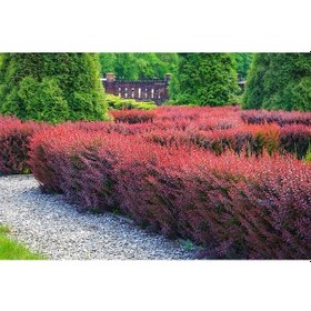 Resim Kırmızı Berberis Kadın Tuzluğu Berberis Thunbergii 3 Adet 