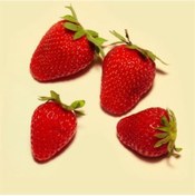 Resim Rüzgarbotanik Dorit Çilek Fidesi 30Adet 