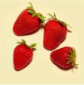 Resim Rüzgarbotanik Dorit Çilek Fidesi 30Adet 