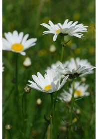 Resim Papatya Çiçeği x 3 ad 