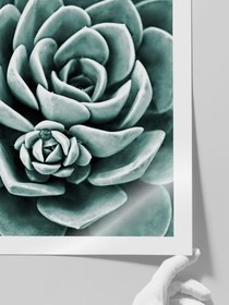 Resim Yeşil Sukulent - Art Print - Photo Pearl / 30x40 cm 