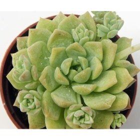 Resim Bitkim Sende Echeveria Profilicea Sukulent Bitki 