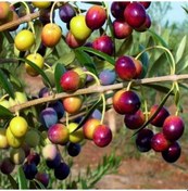 Resim Bol Meyveli Tüplü Yağlık Ve Sofralık Yalova Zeytini Fidanı 