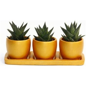 Resim TRİO ORANGE HEDİYELİK SUKULENT SETİ - Haworthia Limifolia 