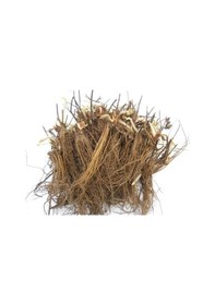 Resim 15 Adet Albion Açık Köklü Frigo Taze Yediveren Çilek Fidanı Fidesi 