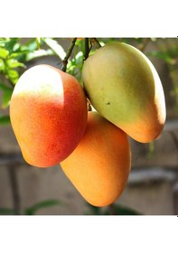 Resim Aşılı Sweet Yellow Mango Fidanı - 2 Yaş - Tüplü 60-70 Cm - Yüksek Şeker Oranlı Lifsiz Sarı Mango 