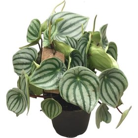 Resim Peperomia Argyreia (Karpuz Çiçeği) Ø14 CM Y30-35 CM 