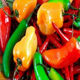 Resim Tatlı Salçalık Kızartmalık Kapya Biber Fidesi (5 Adet) 