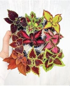 Resim 9'lu Karışık Mini Yaprak Güzeli Çiçeği 10-15 Cm Tüplü Çiçekli Plectranthus Scutellarioides 