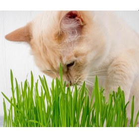 Resim Kedi Çimi 12 cm'lik Saksıda 