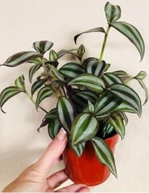 Resim Çok Avantajlı Güzel Yapraklı Alacalı Telgraf Çiçeği 1 Adet Saksılı 20-40Cm Salon Çiçeği 