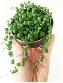 Resim Tesbih Çiçeği [İnci Tanesi] Senecio Rowleyanus 