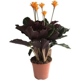 Resim Calathea Crocata (Dua Çiçeği) 12 CM 30-35 CM 
