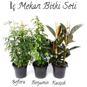 Resim Yeşil Şeflera 2'li Dikim-yeşil Benjamin-kauçuk 2'li Salon Ofis Çiçek Seti 