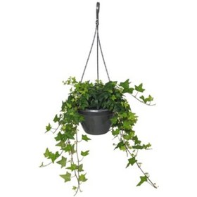 Resim Hedera Sarmaşık 5 Adet - Askılı Saksıda 6145 