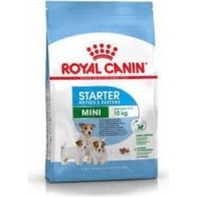 Resim Royal Canin Mini Starter Köpek Maması 3 Kg 555612054 