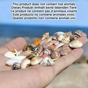 Resim Yaklaşık 200/400 adet Renkli Mini Deniz Kabuğu - DIY El Sanatları, Scrapbooking, Drift Şişe Dekoru, Akvaryumlar ve Ev Dekoru için Benzersiz Stiller - Doğal Plaj Temalı Süsler, Deniz Kabuğu Süsleri, El Sanatları Malzemeleri, Scrapbooking Elemanları, Okyanuslu Vibrationlar, Benzersiz Kabuklar, El Sanatları Tutkunları 