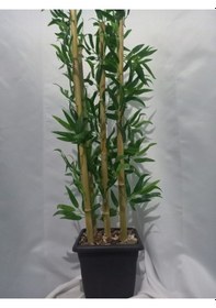 Resim Plastik Saksı Da 110 Cm Bambu Yeşil 