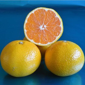 Resim Tüplü Aşılı Erkenci Okitsu Yaş 1-2 Boy 90-110cm Soğuklara Dayanık 