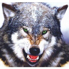 Resim Kendinden Yapışkanlı Çıkartma Kurt Predator Araba Plakası Su Geçirmez Oto Dekorları 30cm-longest Side 