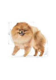 Resim Yetişkin Pomeranian Köpek Irk Maması 3 Kg - Özel Formül 0.75 LT - 2.5 LT - 12 KG 
