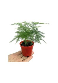 Resim Pothos Alacalı Salon Sarmaşığı Öğretmenler Gününe Özel 