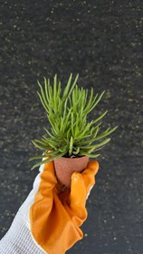 Resim NuNu By Happy Bean Mini Sukulent (Peperomia Ferreyrae) - 6-10 cm 