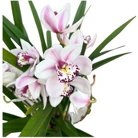 Resim Cymbidium 'White' (Simbidyum Orkide) Ø12 CM 45-50 CM 