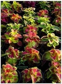 Resim Kolyos Yaprak Güzeli Çiçeği Balkon Çiçeği 1 Adet Saksılı, GDB140624NA32 