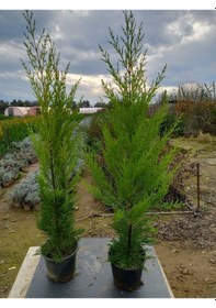 Resim 8 Adet Limon Çamı, Limon Servi 80-100 Cm. Siyah Saksıda 