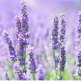 Resim Lavandula Angustifolia Lavanta Çiçeği Tohumu 100 Adet N117489 