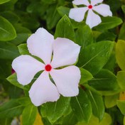 Resim Bright Eye's Vinca Roseus Rozet Çiçeği Tohumu (20 Tohum) 