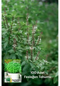 Resim 100 Adet Fesleğen Tohumu- Yoğun Aroma&yeşil Yapraklar 