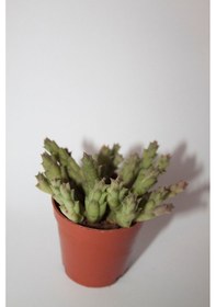 Resim Leş Kaktüs Orbea Variegat Sukulent Tekli 5,5 Cm Saksıda 