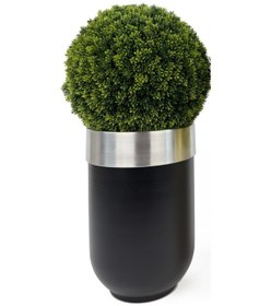 Resim İkili Şimşir Ağacı 90cm Siyah Ve Krem Darbuka Saksıda H 