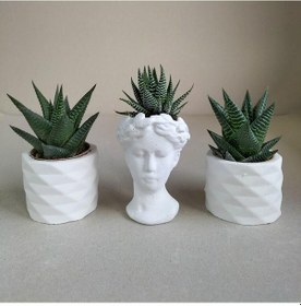 Resim Haworthia 3'lü Sukulent Seti | Helen Beyaz Seri 