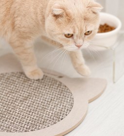 Resim Genel Markalar Doğal Sisal Oyuncaklı Kedi Tırmalama Matı Kedi Tırmalama Tahtası Kedi Otu Catnip İçerikli 
