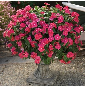 Vinca Rosea Deep Rose Rozet Çiçeği Tohumu 20 Tohum