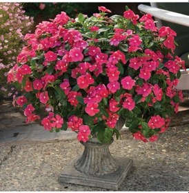 Resim Vinca Rosea Deep Rose Rozet Çiçeği Tohumu 20 Tohum 