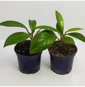Resim Çok Avantajlı Mum Çiçeği Fidesi Hoya Carnosa Kokulu 9Cm Saksıda 2 Adet 