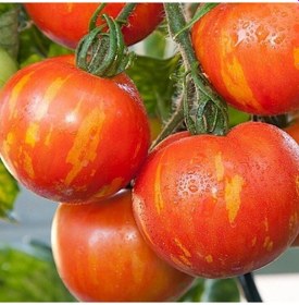 Resim Tigerella Alacalı Domates Tohumu 15 Tohum 