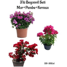 Resim Mor Begonvil+pembe Begonvil+kırmızı Begonvil 3'lü Bahçe Peyzaj Seti 