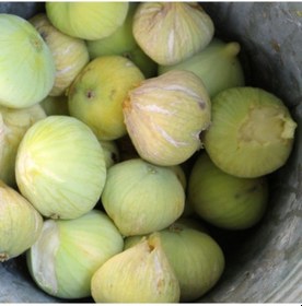 Resim Tüplü Sofralık Kurutmalık Reçellik Nadir Bulunan Mut Incİri Incir 